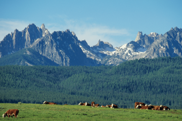 Mandria Al Pascolo Nel Parco Naturale Adamello Brenta, Area Coinvolta Nel Test Del Dissuasore Acustico Contro Lupi E Orsi.