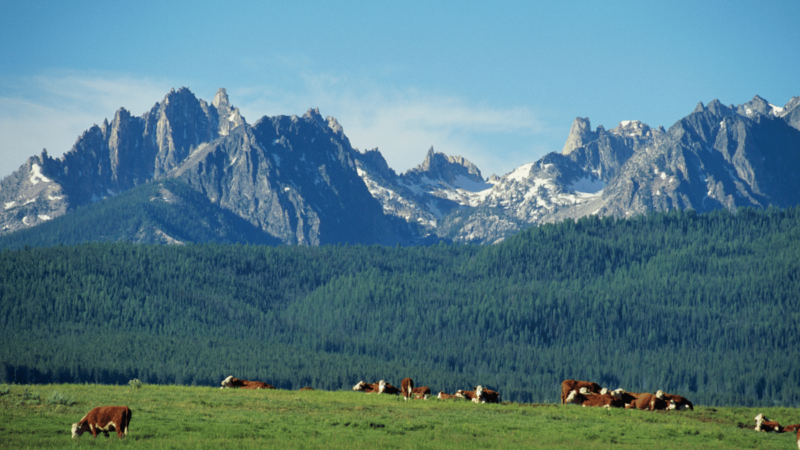 Mandria Al Pascolo Nel Parco Naturale Adamello Brenta, Area Coinvolta Nel Test Del Dissuasore Acustico Contro Lupi E Orsi.